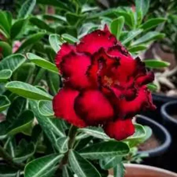 adenium plant (31)-7176266-47277.webp